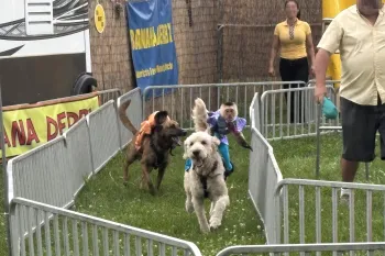 Capuchin monkeys strapped to the back of dogs, running in tight circles