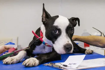 A dog is examined by a veterinarian during a Humane World for Animals disaster relief veterinary services clinic after Hurricane Helene