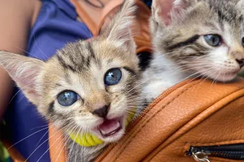 Two kittens in a backpack