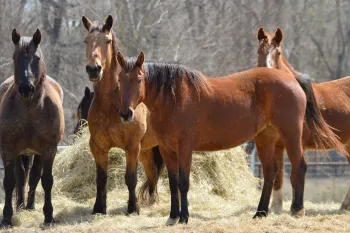 Wild horses eat hay at their new home