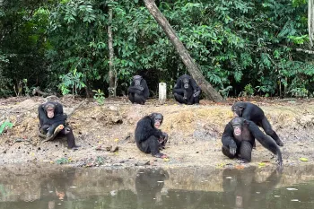 The six chimps of Island 4 gather at the shore on the morning of the big move. They watch as their caregivers prepare to toss each of them a mango treat.