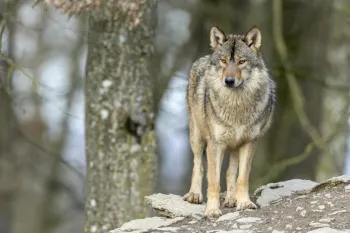 Wolf