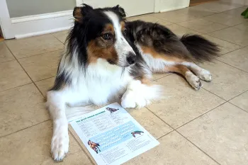 Picture of a dog with the Fall 2025 Paws and play puzzle.