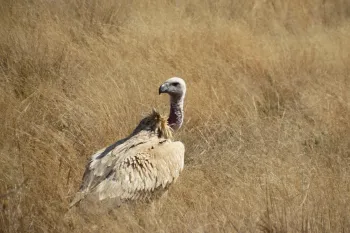 A Cape vulture stands in the brush in South Africa after being released