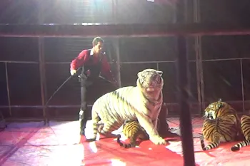 Tigers being performed and abused