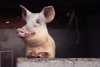 Close up of a pig