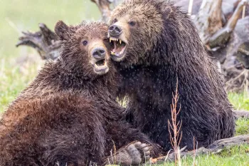 a couple of bears sit near each other