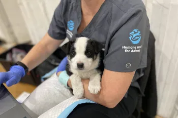 RAVS staff vet holding a white and black puppy