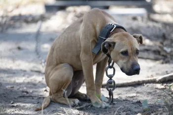 a dog with a chain around its neck