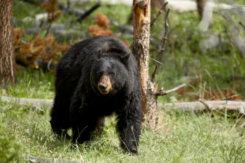 Black bear sow walking though a grassy field toward the viewer.
