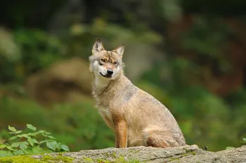 Gray wolf sitting on a stone.