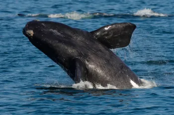 Right whale surfacing from the water.