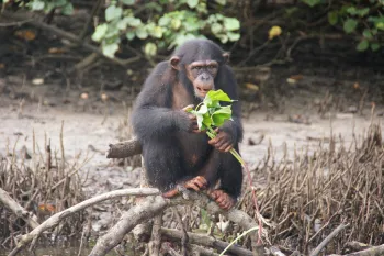 Chimp eating leaves at Second Chance Chimpanzee Refuge Liberia