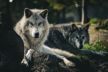 Close-up of two gray wolves looking at the viewer.