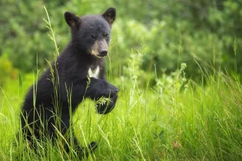 A baby black bear sub stands on its hind legs and looks at the viewer. The cub is situated in leafy grass and greenery.