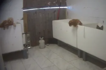 Indoor kennel