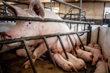 Sow with piglets in a crate