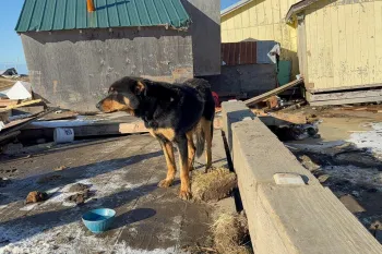 A black dog in Kipnuk, Alaska, greets responders after Typhoon Halong