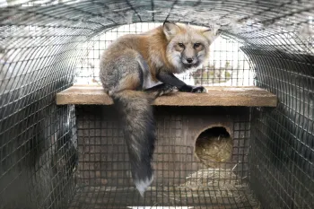 The image depicts a fox with a bushy tail sitting inside a wire mesh enclosure.