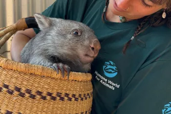 Humane World for Animals team meber carrying a Wombat in a basket