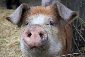 a pig in a pen