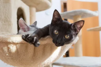 Curious kitten, one looking into camera, stretching paw