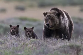 The image depicts a grizzly bear mother walking alongside her two cubs in a natural setting.