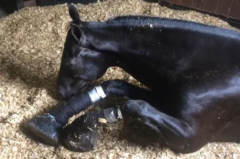 a horse laying down in a stable with their legs slathered with caustic chemicals and wrapped tightly