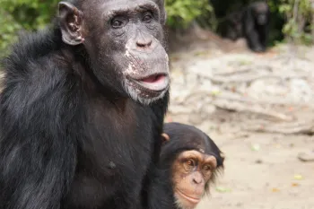 a pair of chimpanzees in a natural setting