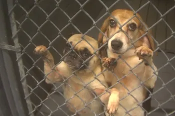 two dogs peering through a fence