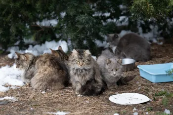 a group of cats sitting in the dirt