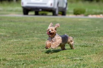 a small dog joyfully running across a grassy field