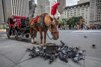 A carriage horse stands on a city street with their head down next to a feed bucket. The harsh treatment and conditions of carriage horses have come under fire in recent years.