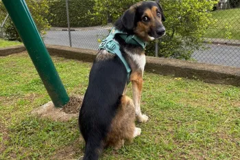 A brown and black dog in a teal harness sits for a photo in his adoptive family's backyard in Costa Rica.