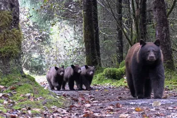 Mother Black Bear with 3 cubs on a trail