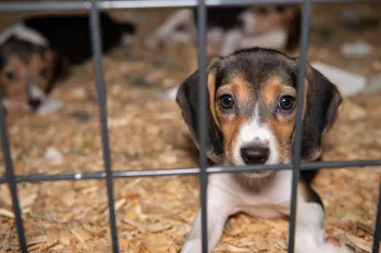 A puppy inside a cage with a wire grid front