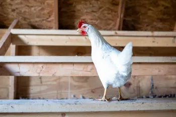 A cage-free chicken in an indoor system with a full beak