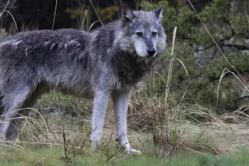 a lone wolf standing in a natural, forested setting