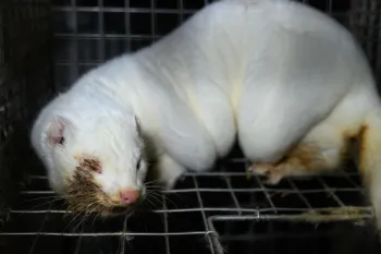 Tun i Floa mink fur farm in Iceland 18 November 2025