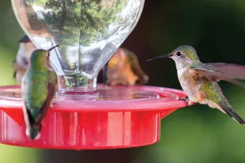 Hummingbirds at a feeder
