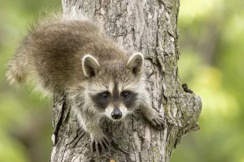 Northern Raccoon young in tree