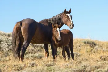 Two horses, one adult and one foal