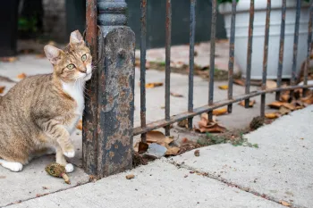 A cat standing on a concrete path rubbing its face against metal post.