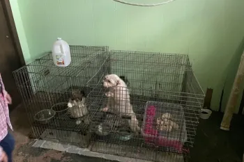 Two metal dog crates placed side by side