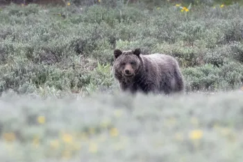 A grizzly bear stands in a field of low, gray-green shrubs and wildflowers.