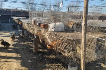 An outdoor farm area with rows of raised wire cages on concrete posts. Inside the cages are small animals