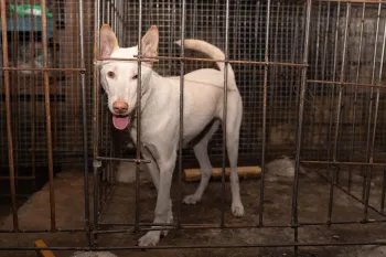 A white dog standing inside a metal cage.