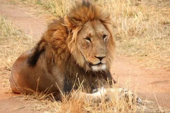 Lion, Mabula Private Reserve, S. Africa