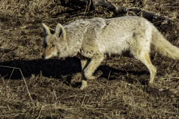 Coyote walking through a dry, brown field.