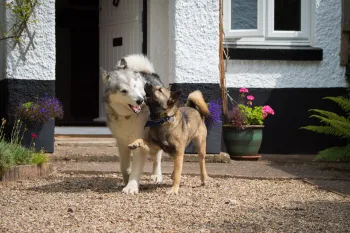 Two dogs playing in Devon, England